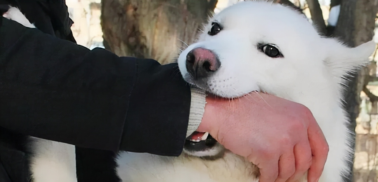 为什么狗狗总喜欢“轻咬”主人的手？