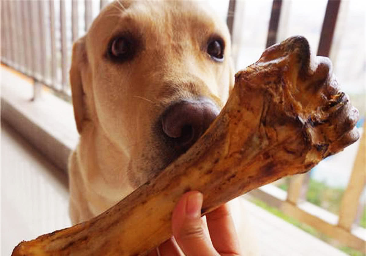 揭秘：狗狗可以吃骨头吗？