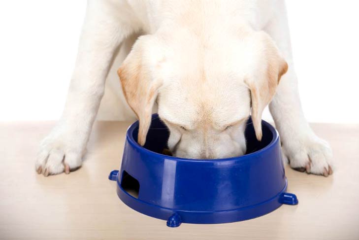 狗狗能吃米饭吗？对它的身体有什么好处？适当喂食但不能长期吃