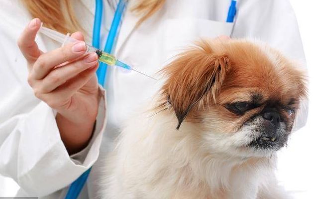 狗狗打疫苗的流程及注意事项，收藏