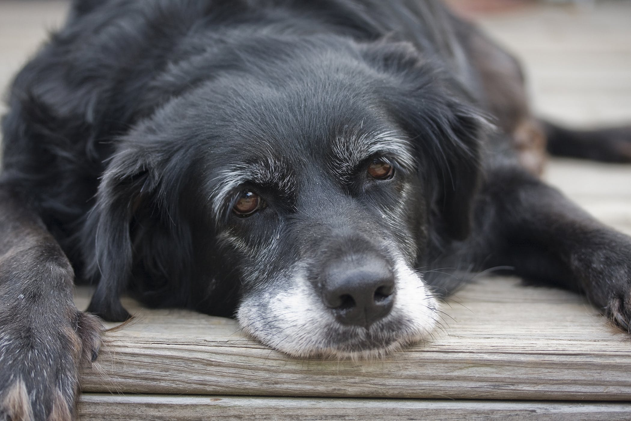 什么是犬胃炎？狗狗会吃不好睡不香，主人应该怎么做？