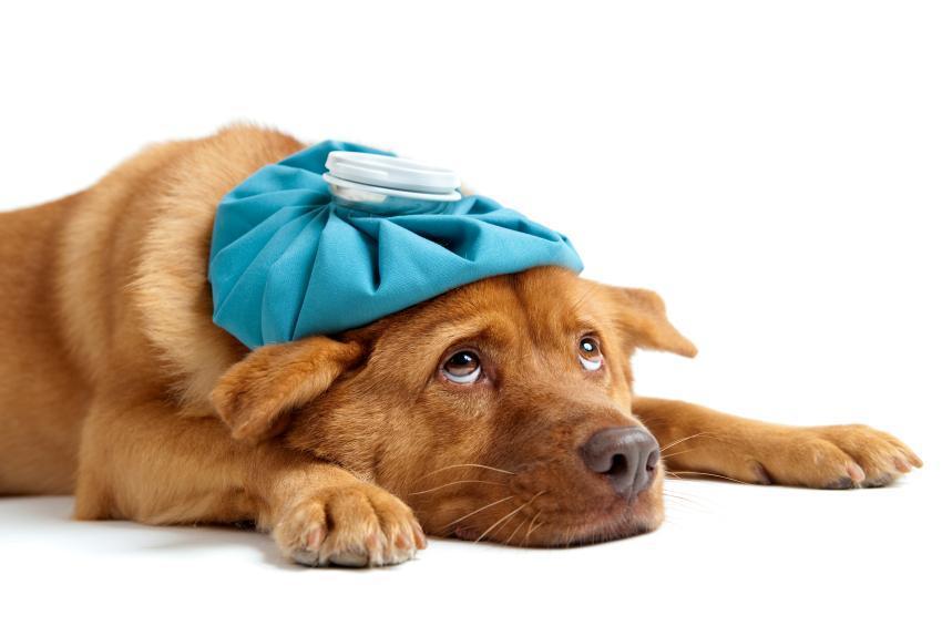 什么是犬胃炎？狗狗会吃不好睡不香，主人应该怎么做？