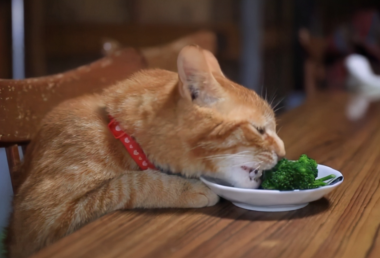 猫咪可以吃的8种蔬果，猫咪虽然爱吃肉，也要给它们喂蔬果
