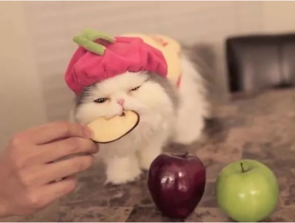 猫咪可以吃的8种蔬果，猫咪虽然爱吃肉，也要给它们喂蔬果