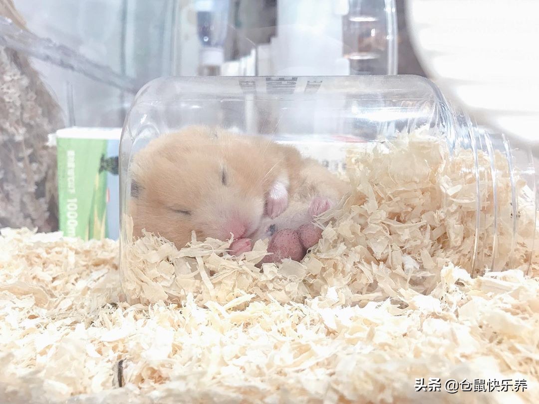仓鼠嗜睡是天性，科学饲养仓鼠，从不打扰鼠鼠睡觉做起
