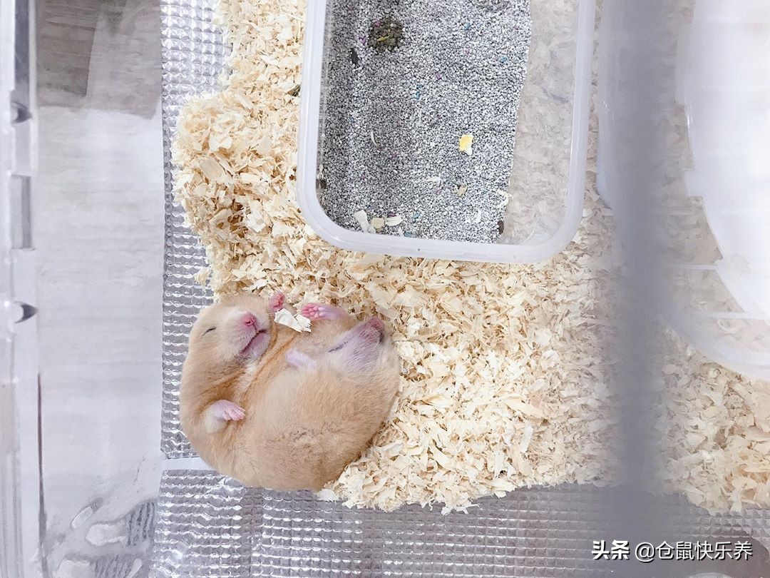 仓鼠嗜睡是天性，科学饲养仓鼠，从不打扰鼠鼠睡觉做起