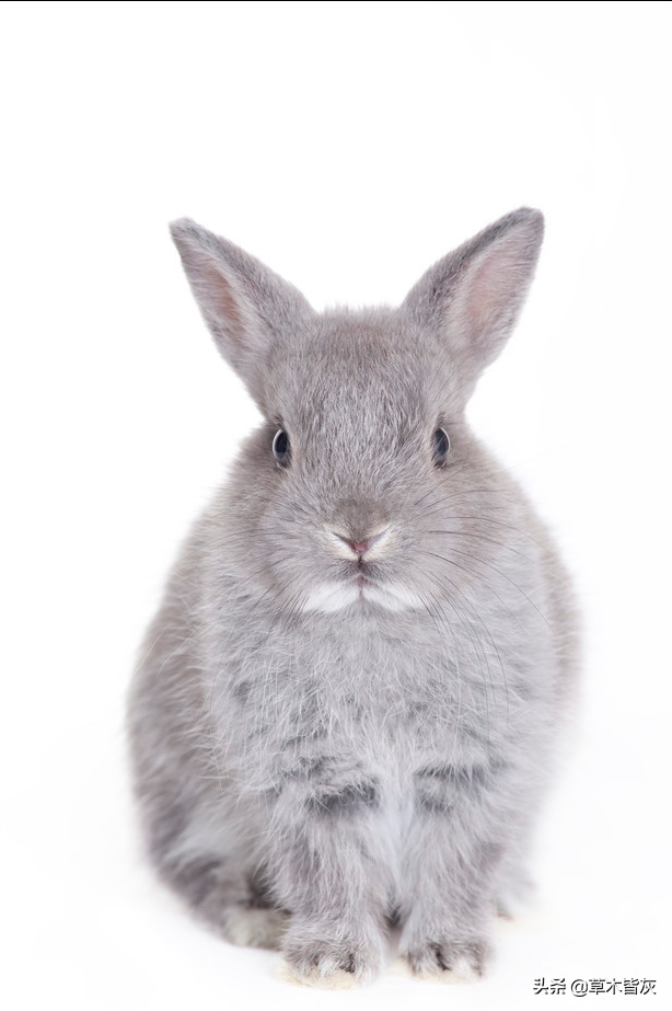 世界上最小的宠物兔侏儒兔 你见过吗