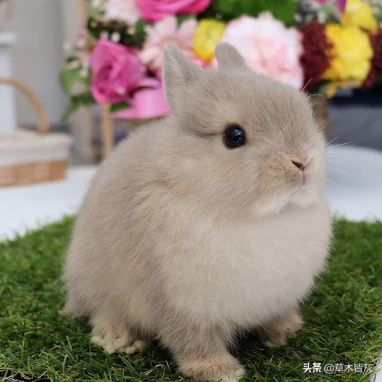 世界上最小的宠物兔侏儒兔 你见过吗