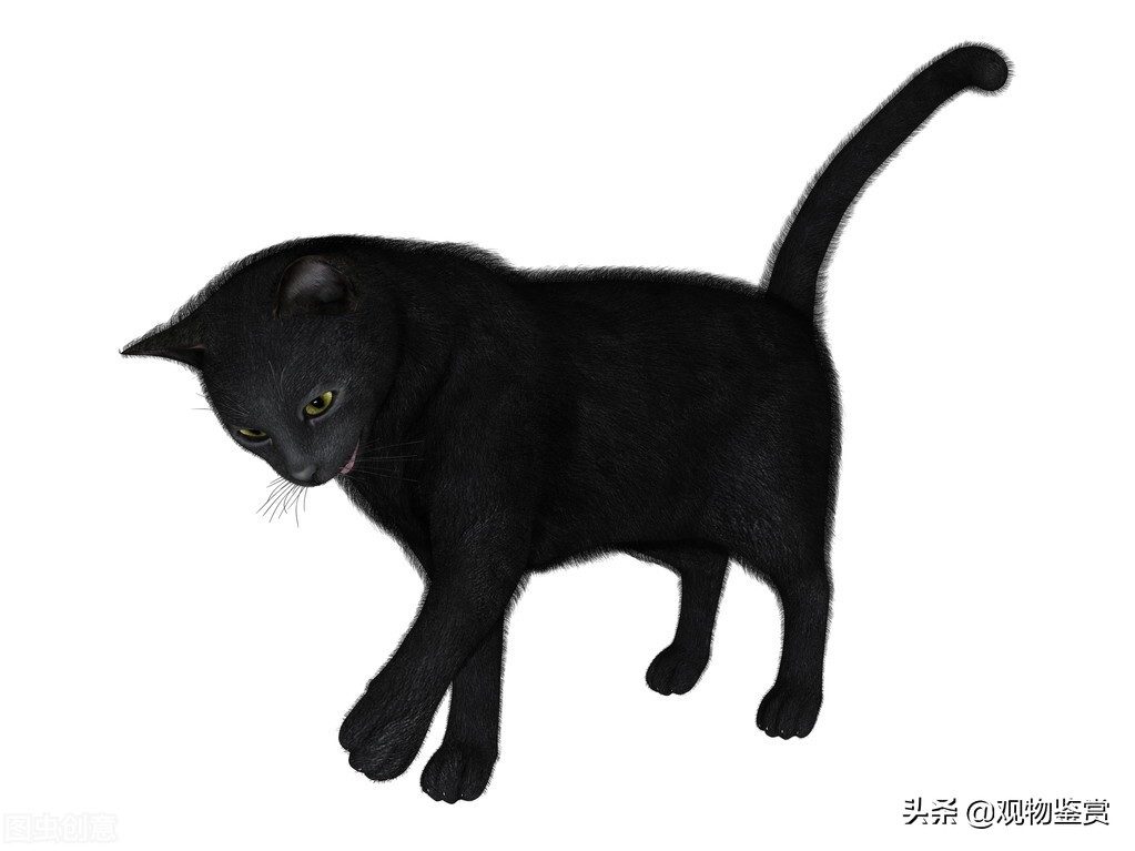 纯黑猫的品种有很多，不过纯色的猫却很少见，纯黑的猫是什么品种
