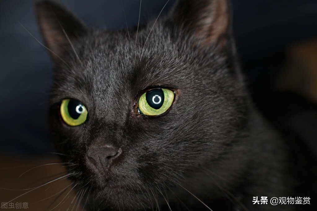 纯黑猫的品种有很多，不过纯色的猫却很少见，纯黑的猫是什么品种