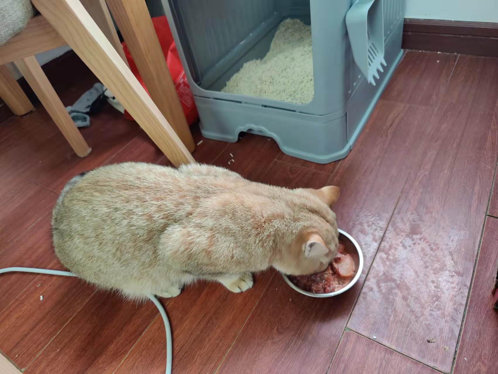 猫是适合一天喂几顿还是适合 24 小时放着猫粮在碗里？