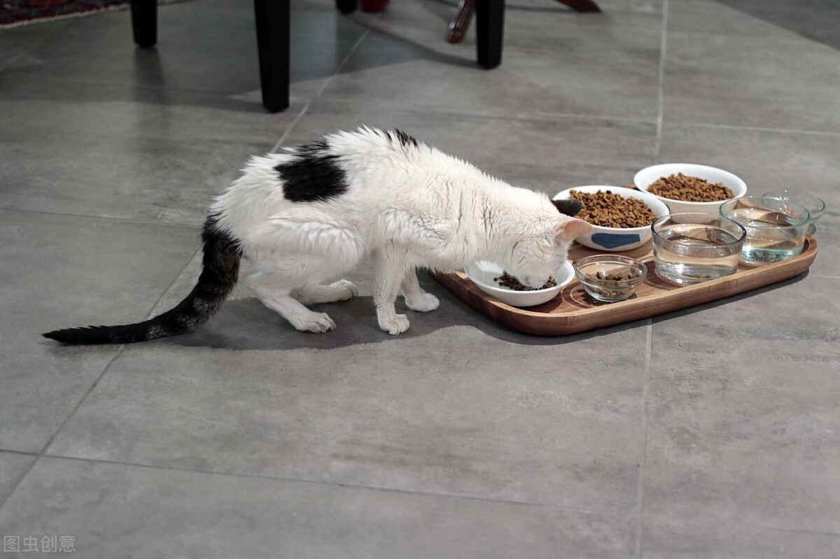 猫是适合一天喂几顿还是适合 24 小时放着猫粮在碗里？