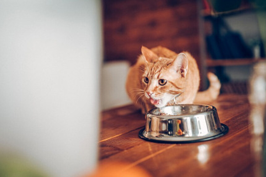 猫吃猫粮吐了怎么回事？