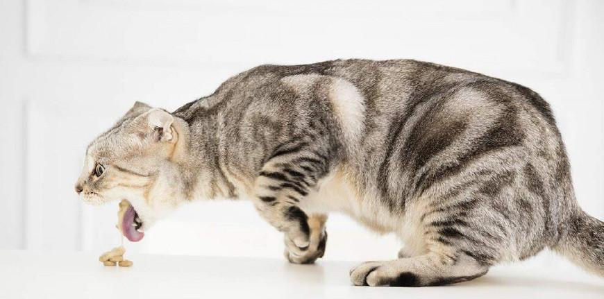 猫吃猫粮吐了怎么回事？