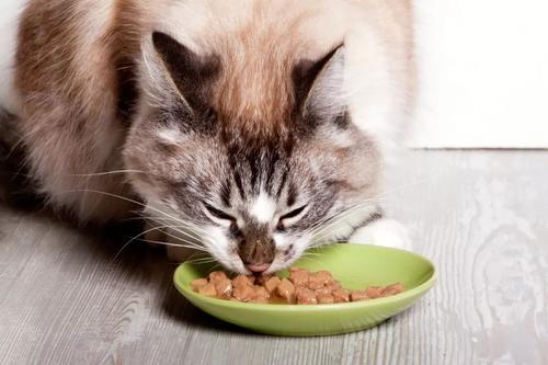 猫粮里放盐了？都说猫咪不能吃盐，为什么吃剩菜剩饭长大那么常见