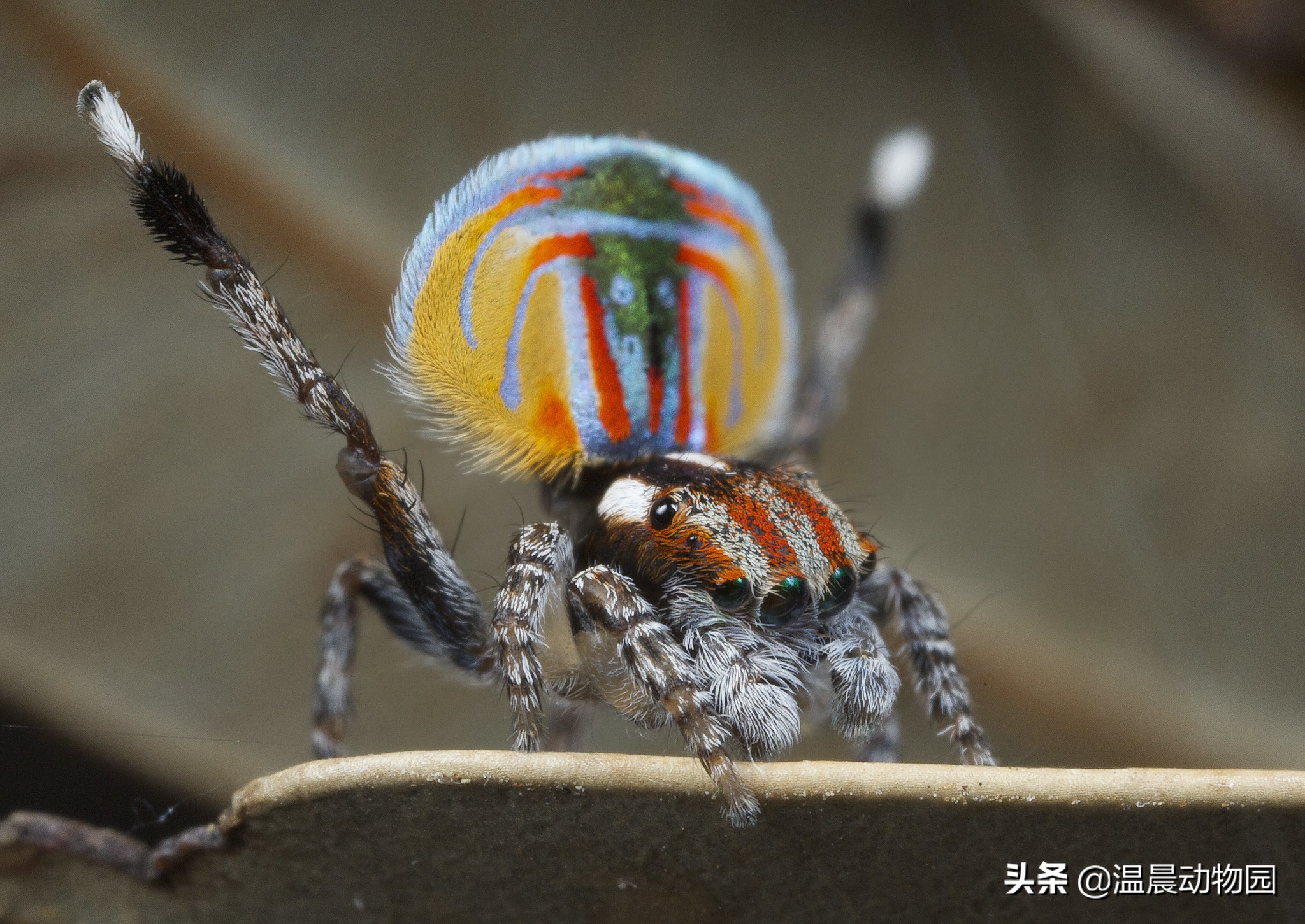 辟谣：跳蛛的饲养方法跟捕鸟蛛一样？不，跳蛛通常更适合新手饲养