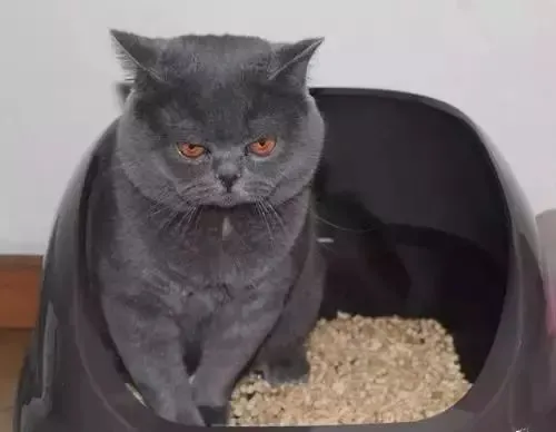猫咪不会使用猫砂盆怎么办，应该如何进行训练