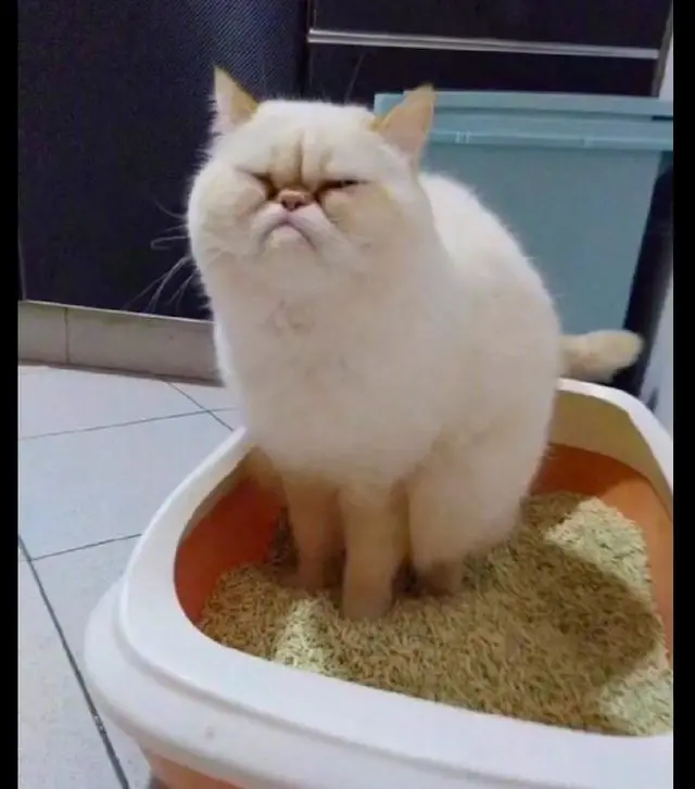 猫咪不会使用猫砂盆怎么办，应该如何进行训练