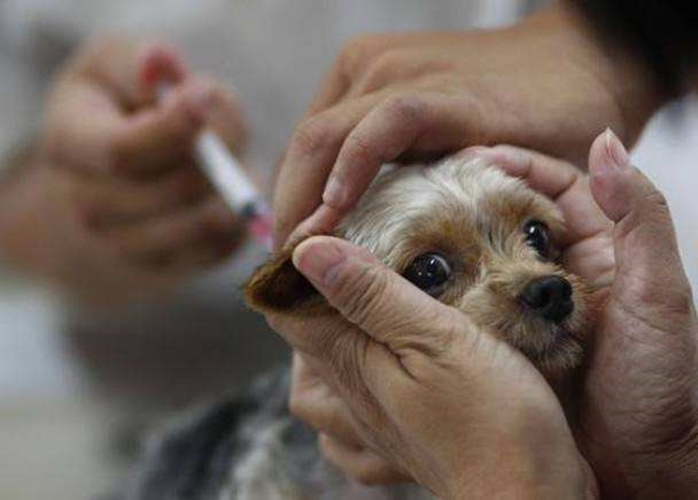 狗狗不打疫苗也能活得好好的，那就狗主子就不需要注射疫苗了吗？