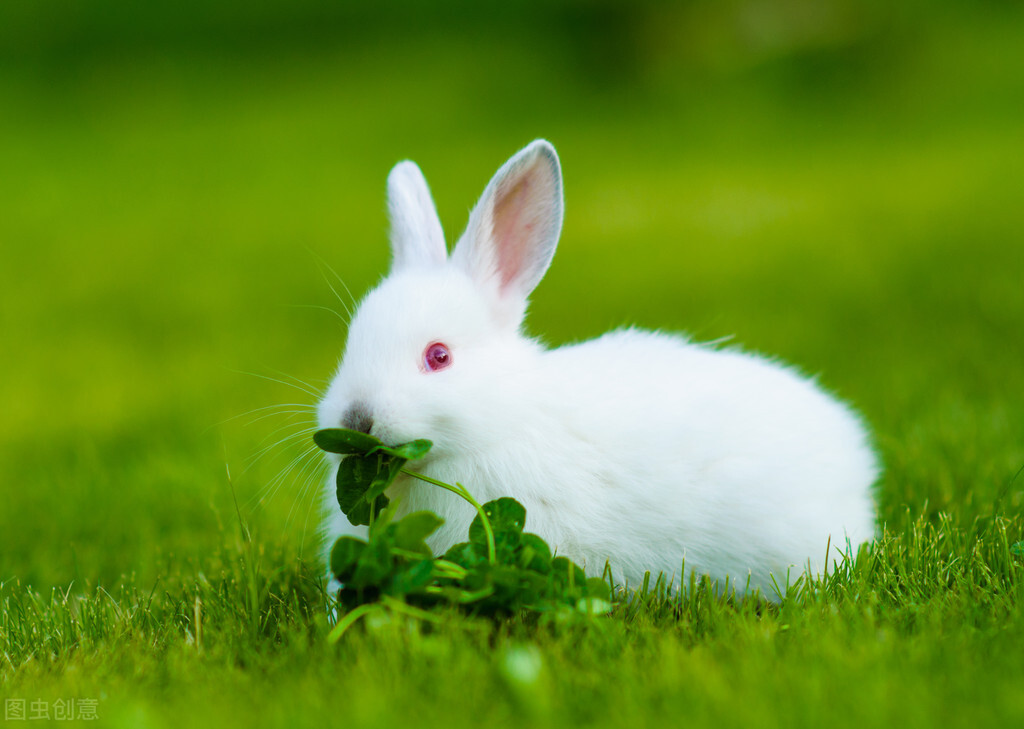 兔子吃什么草？为什么会拉稀？不同年龄段需要的牧草不一样