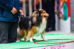 幼犬打嗝是怎么回事（狗狗不停打嗝一抽一抽）