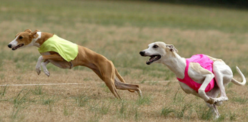 细狗品种有哪些？其中一种，是世界上奔跑速度最快的狗