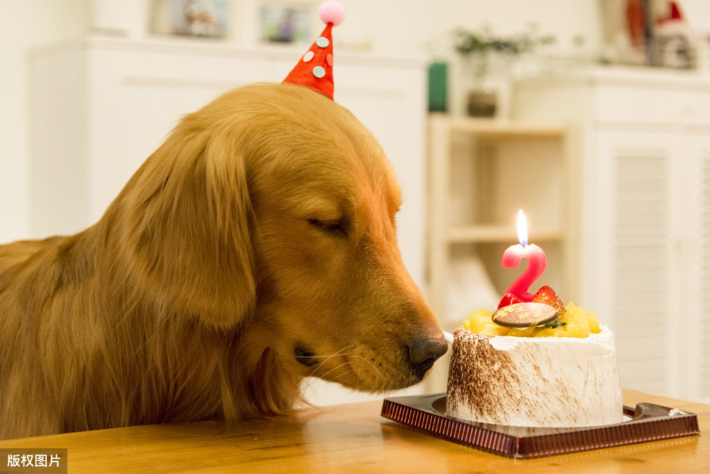 这些蛋糕千万不能给狗子们吃！狗狗过生日蛋糕该怎么挑选？