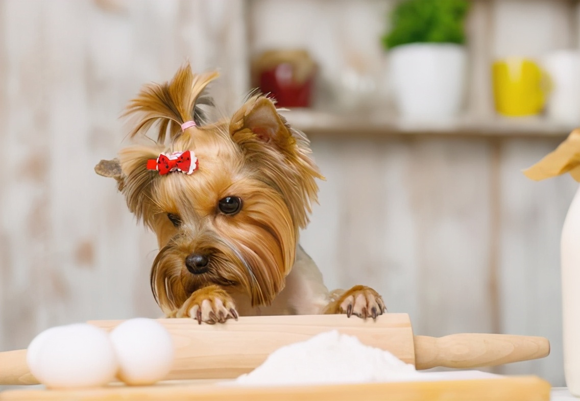 狗狗饮食禁忌：狗狗为什么不能吃“鸡蛋白”？