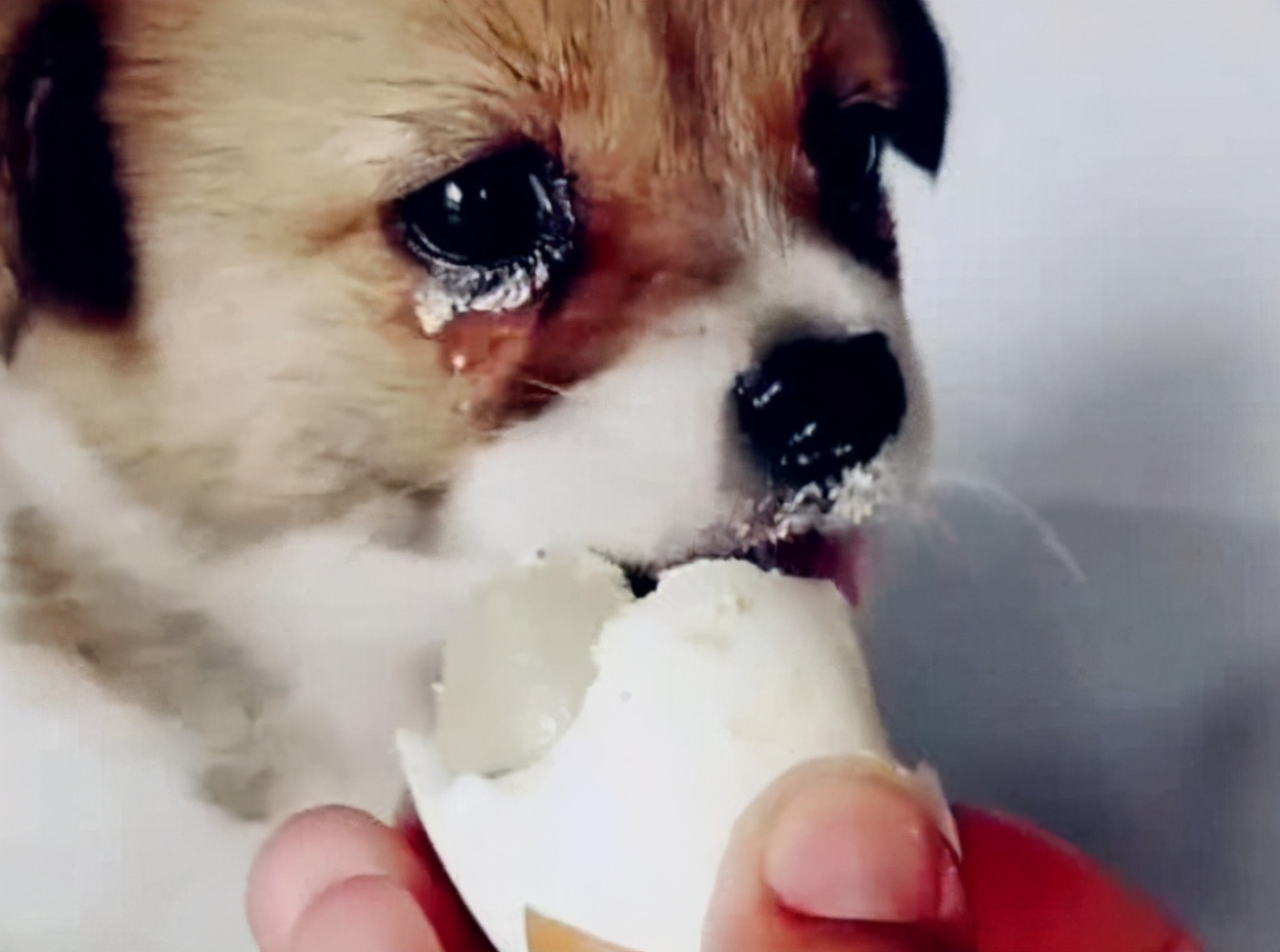 狗狗饮食禁忌：狗狗为什么不能吃“鸡蛋白”？