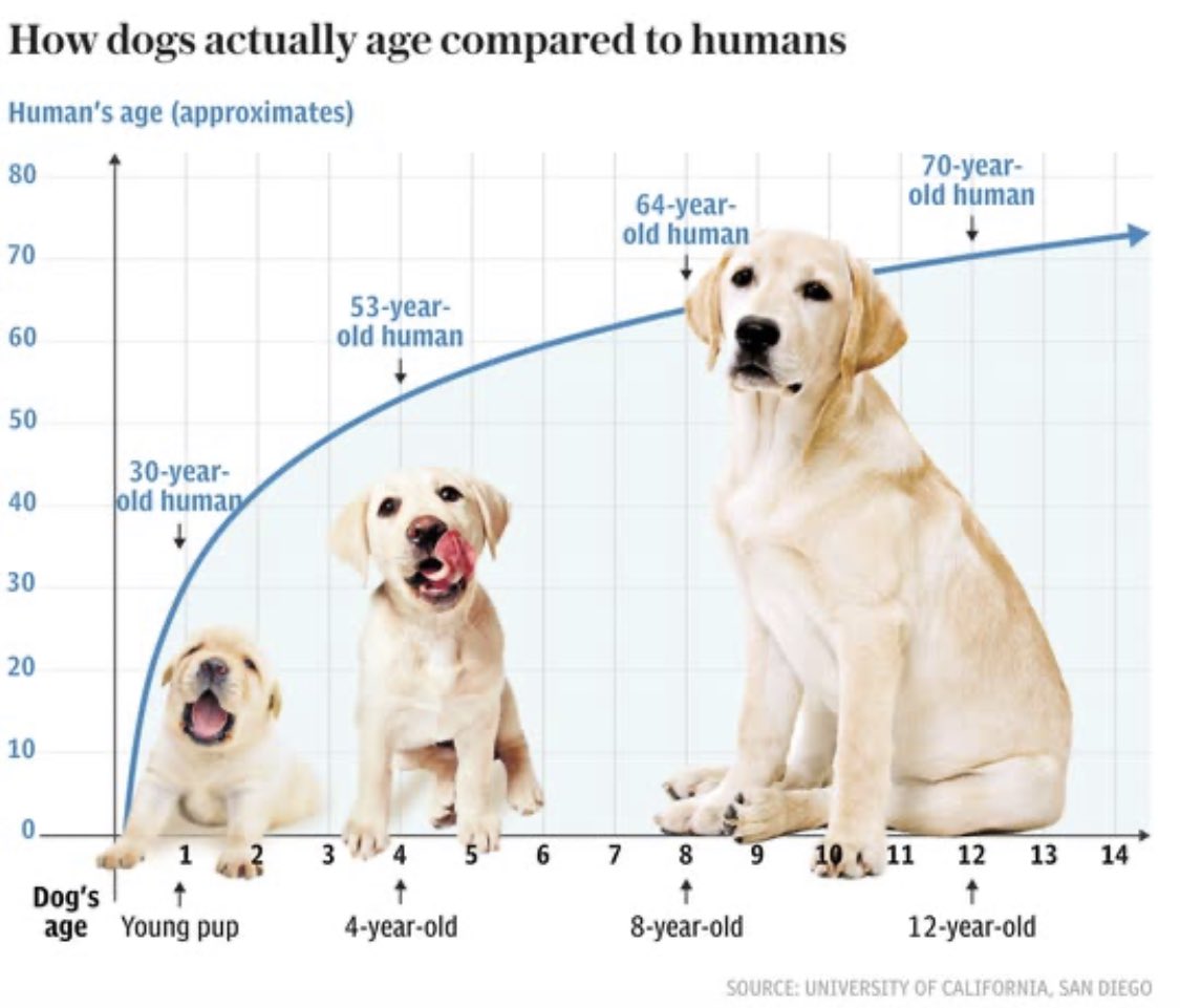 世界上寿命最长的十种狗狗——中国就占有两种