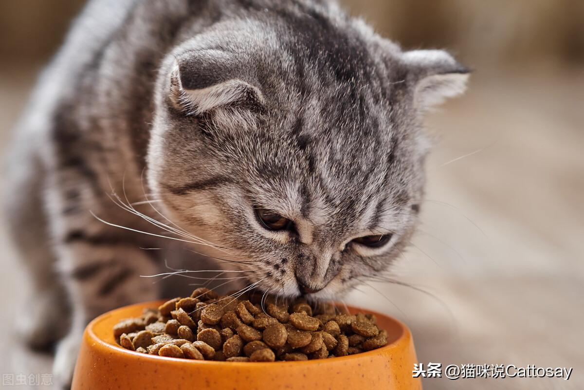 不同的猫粮放在一起给猫吃，对猫不利