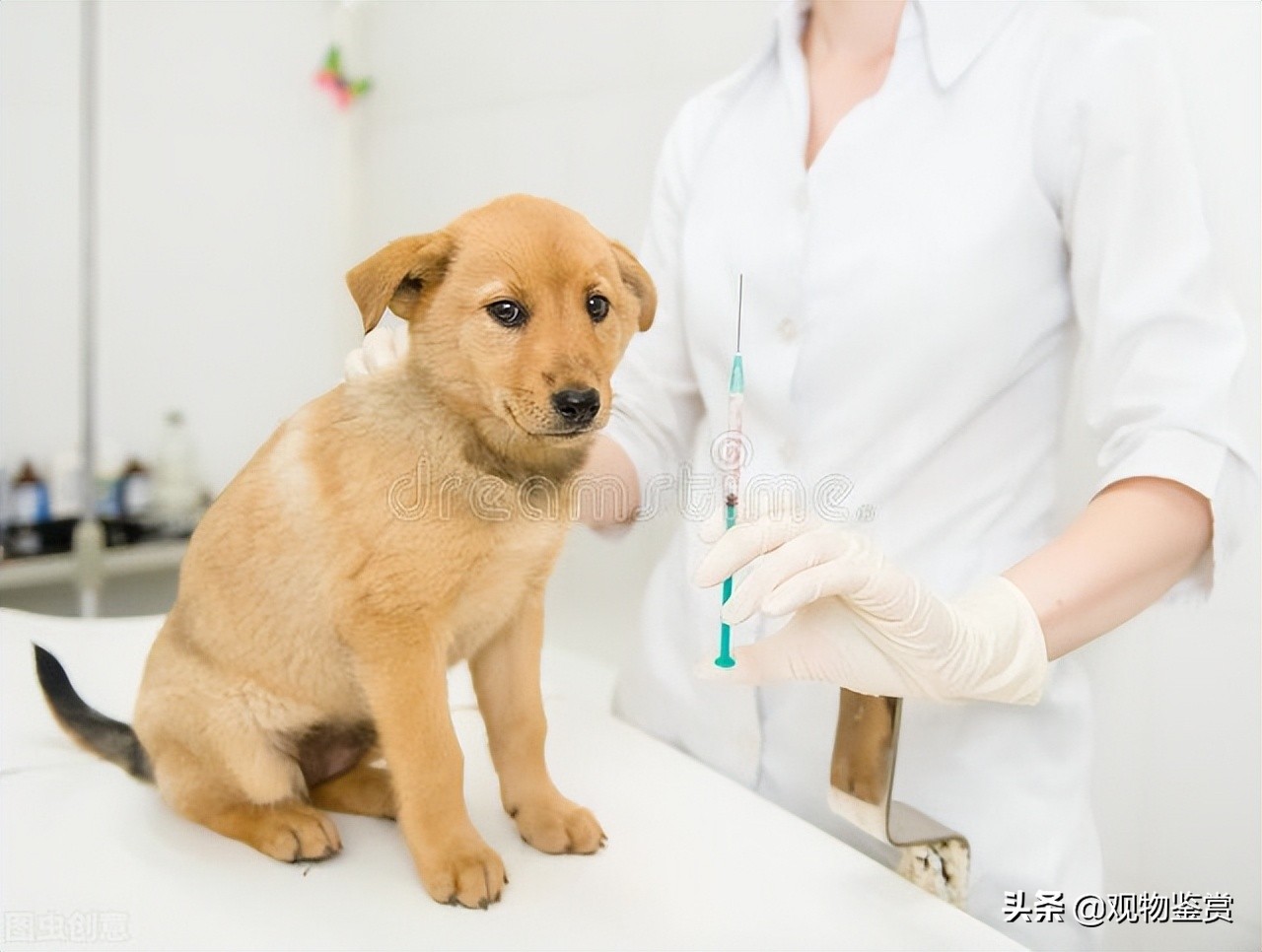 养狗的注意了！犬打疫苗的流程及注意事项，犬疫苗多长时间打一次