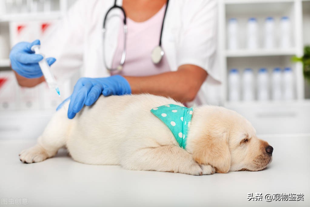 养狗的注意了！犬打疫苗的流程及注意事项，犬疫苗多长时间打一次