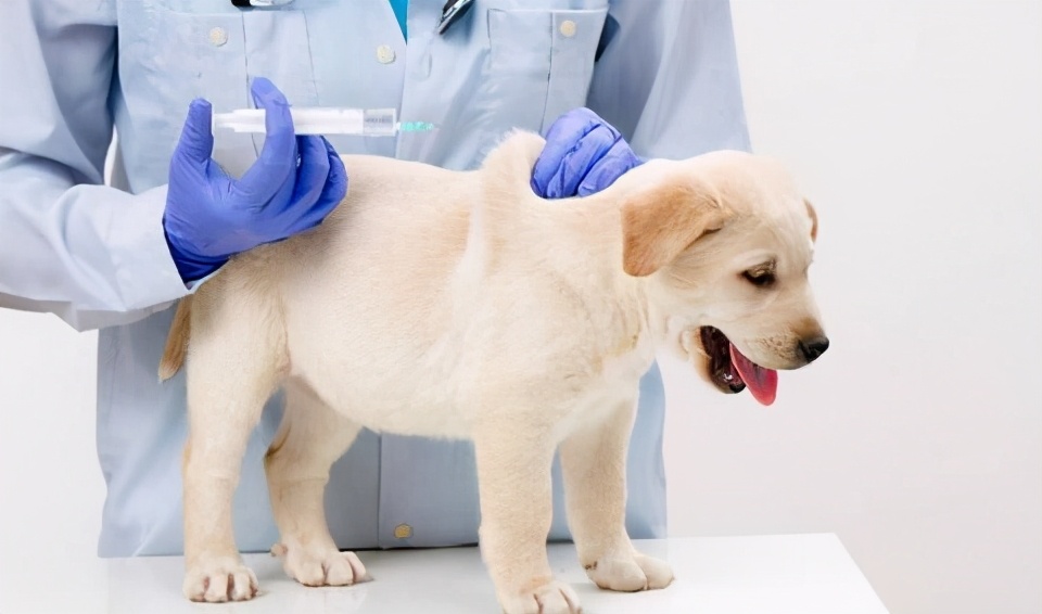 狗每年都要打疫苗吗，应该打哪些疫苗呢