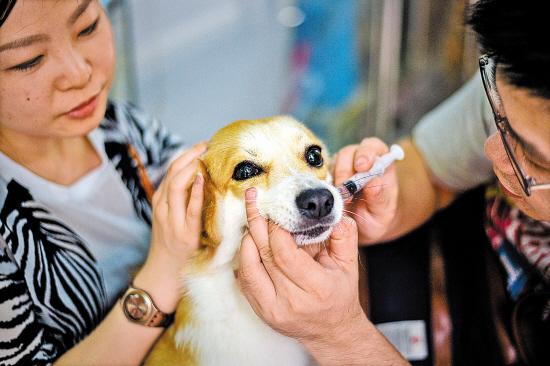 狗每年都要打疫苗吗，应该打哪些疫苗呢
