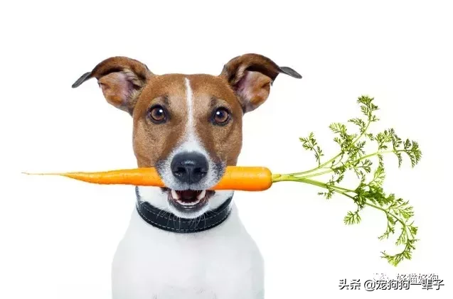 十大适合狗狗吃的健康蔬菜，其中一种可以治狗狗的口臭哦