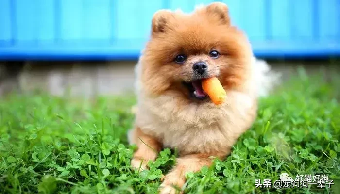 十大适合狗狗吃的健康蔬菜，其中一种可以治狗狗的口臭哦