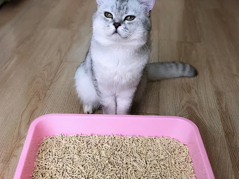 为什么有的猫咪会吃猫砂？猫咪吃猫砂怎么办？