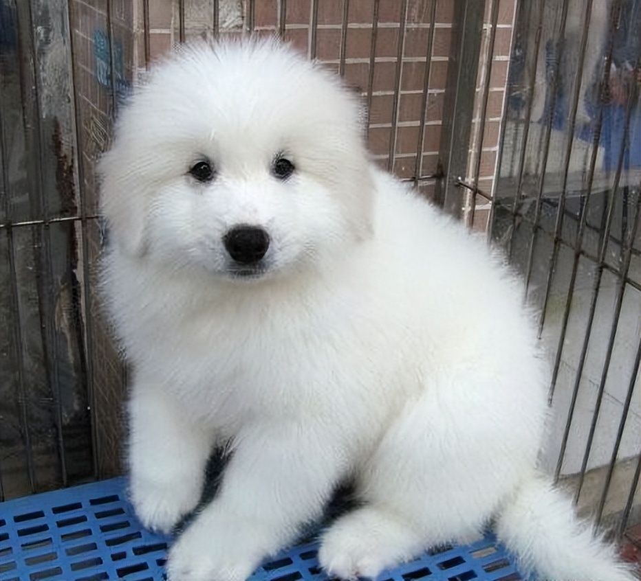 大白熊犬价格多少钱一只？大白熊犬和萨摩耶有什么区别？