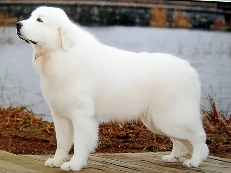 大白熊犬价格多少钱一只？大白熊犬和萨摩耶有什么区别？
