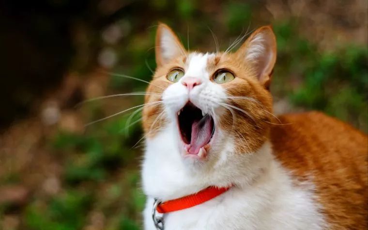 猫咪突然声音沙哑，是受什么刺激了吗？