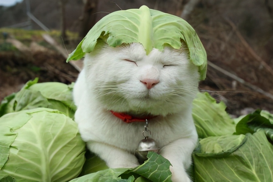猫咪能吃的八种蔬果，你知道哪些呢？