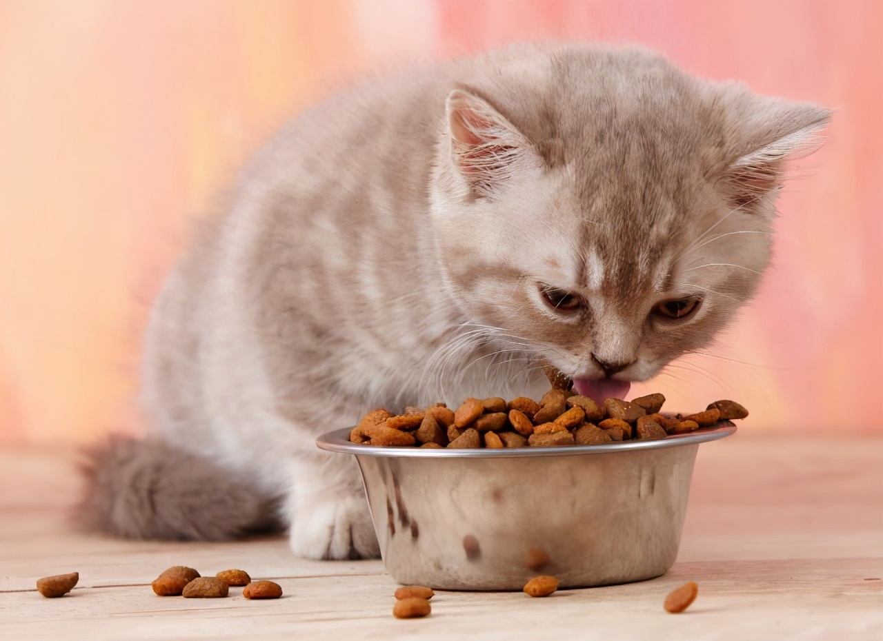 猫咪能吃的八种蔬果，你知道哪些呢？