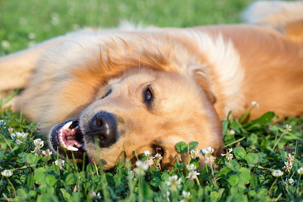 为什么狗狗那么喜欢刨土？天性使然，算不上坏习惯，但也要注意