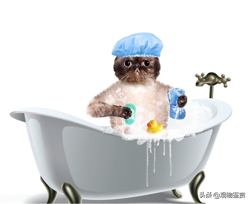 什么能代替猫沐浴露，猫用人的沐浴露洗澡会怎样呢
