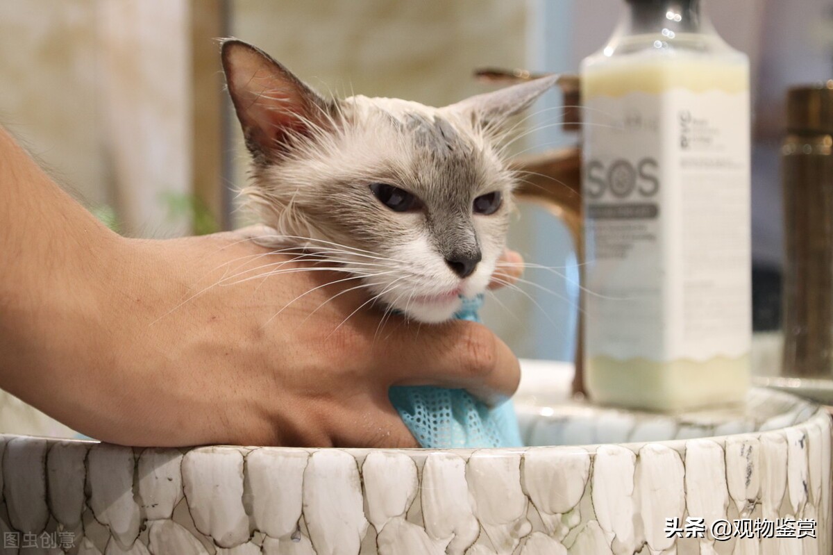 什么能代替猫沐浴露，猫用人的沐浴露洗澡会怎样呢
