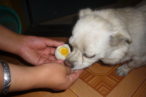狗狗不能吃生鸡蛋，否则容易引起呕吐、拉稀等症状！可以煮熟喂！