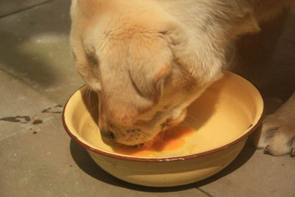 狗狗不能吃生鸡蛋，否则容易引起呕吐、拉稀等症状！可以煮熟喂！