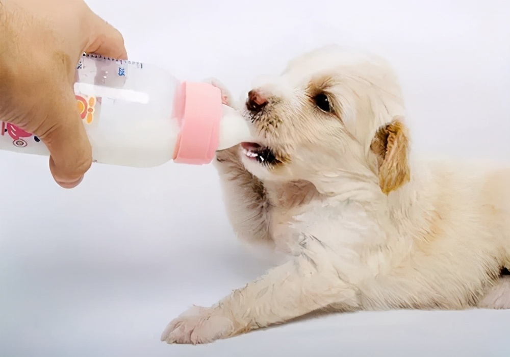 1至3个月小狗吃什么？怎么样才能帮助狗狗茁壮成长？幼犬喂养贴士