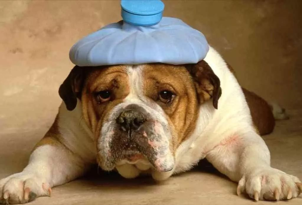 狗狗经常咳嗽？都是这些事“惹的祸”，快看治疗方法